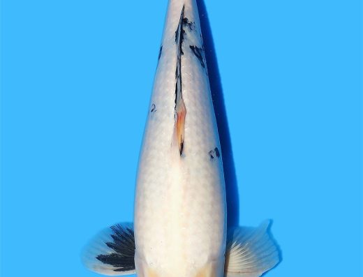 Koi Water Barn
