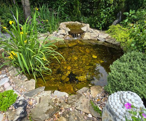 Ponds and Koi