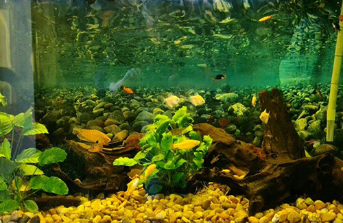 Aquatic Management Services Ltd.