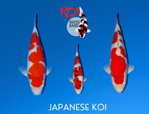 Koi Water Barn