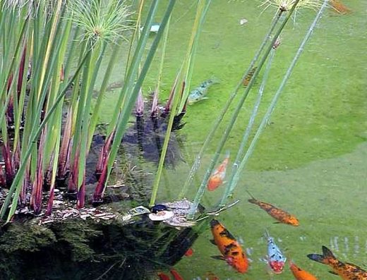Pondtech – Pond clean and pond maintenance – Aquatic specialist