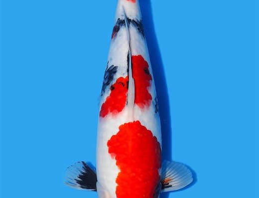 Koi Water Barn